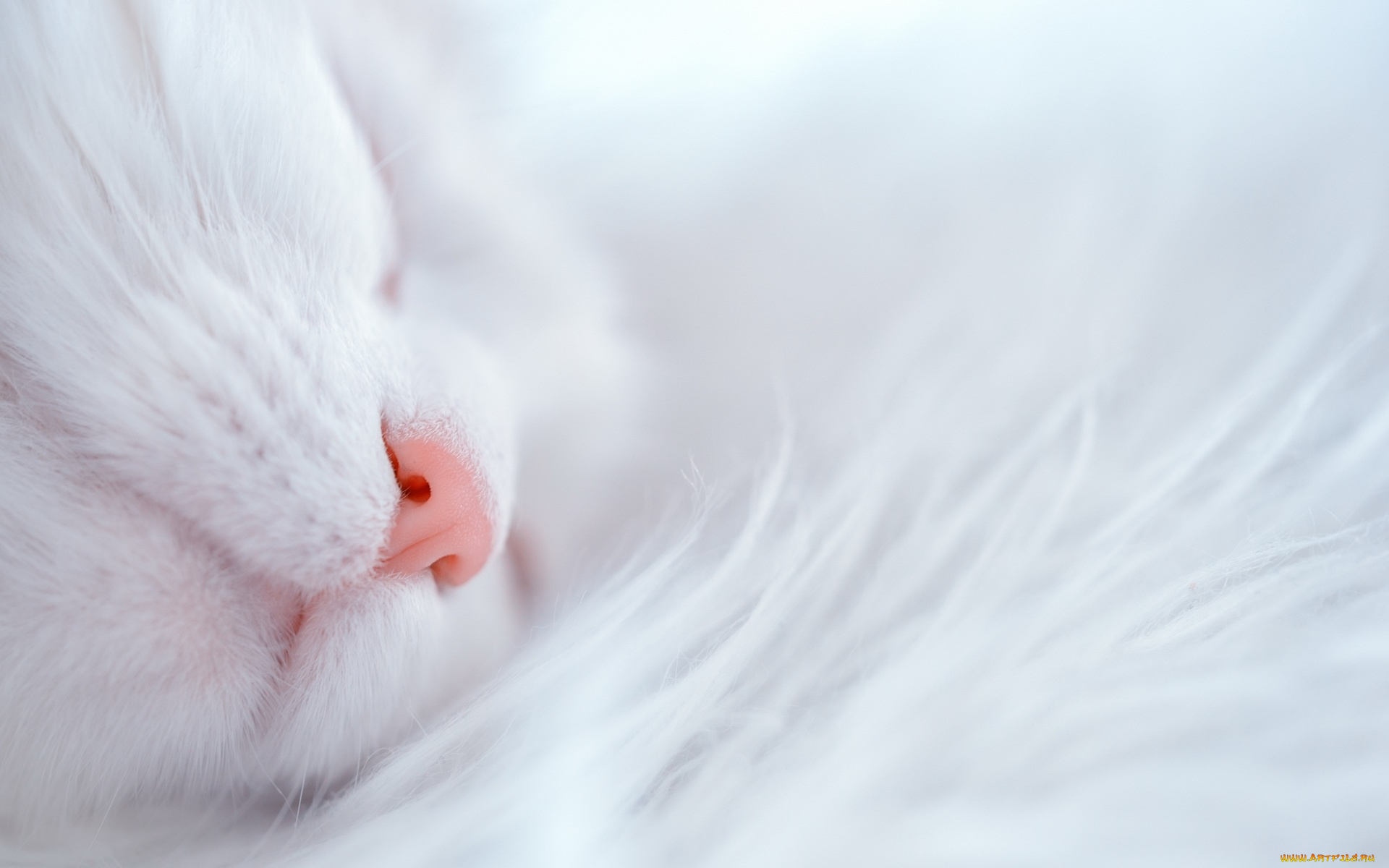 животные, коты, кот, сон, нос, белая, кошка