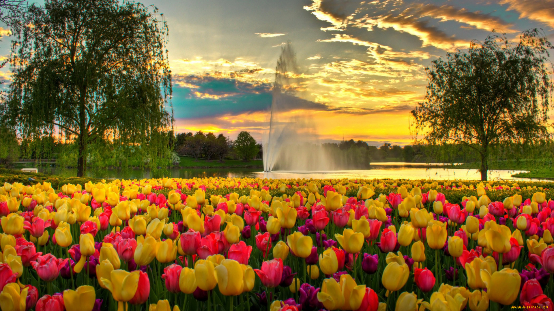 цветы, тюльпаны, сша, фонтан, парк, вечер, облака, небо