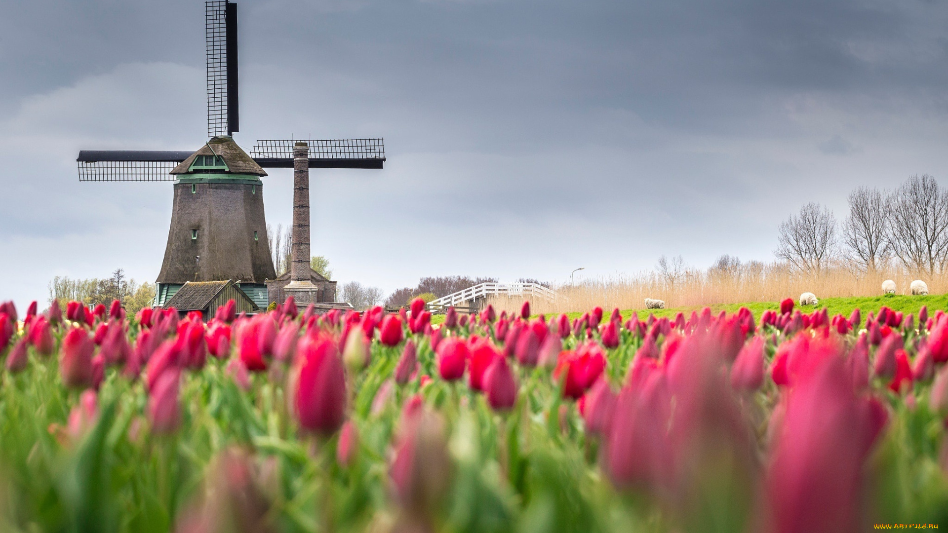 разное, мельницы, нидерланды, тюльпаны, весна, мельница, поле, цветы