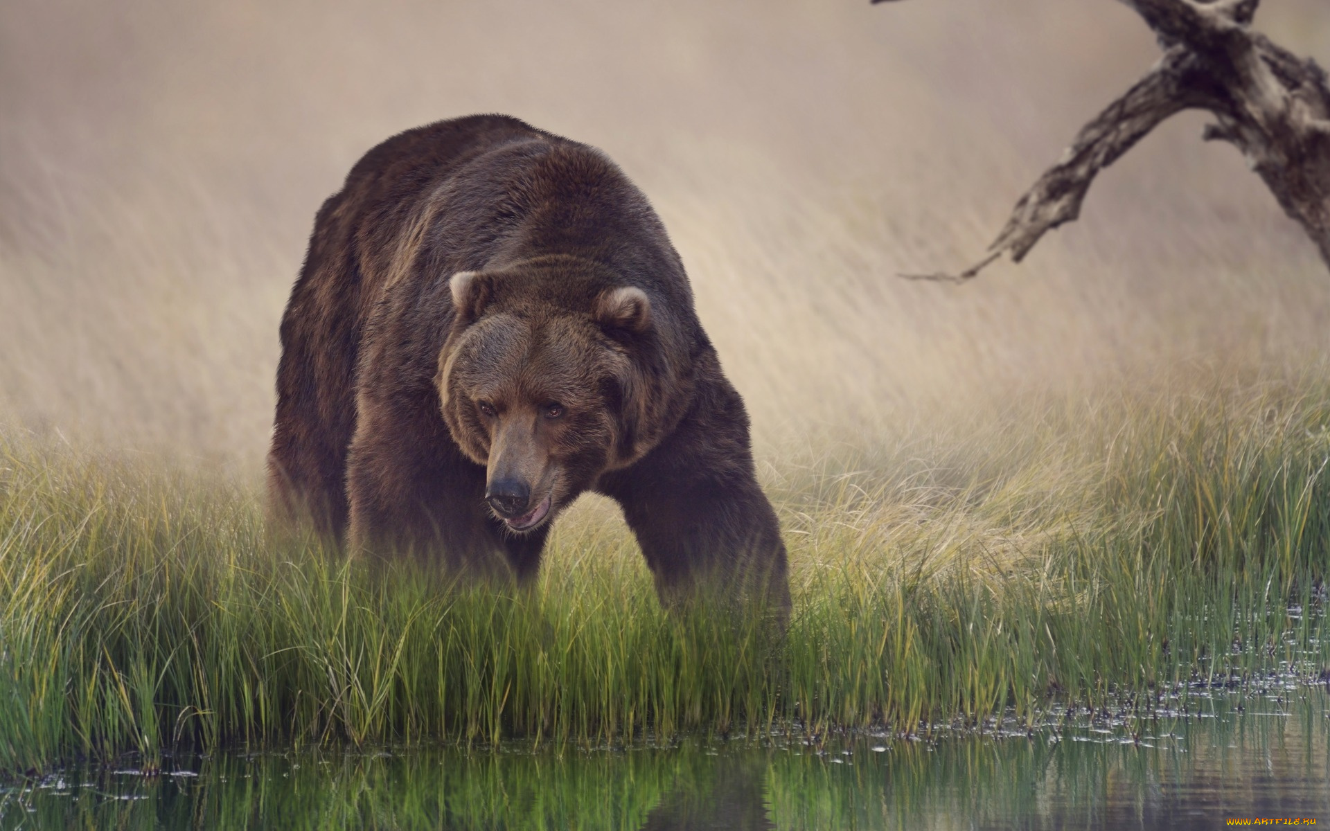 животные, медведи, вода, трава, бурый, водопой, медведь, отражение