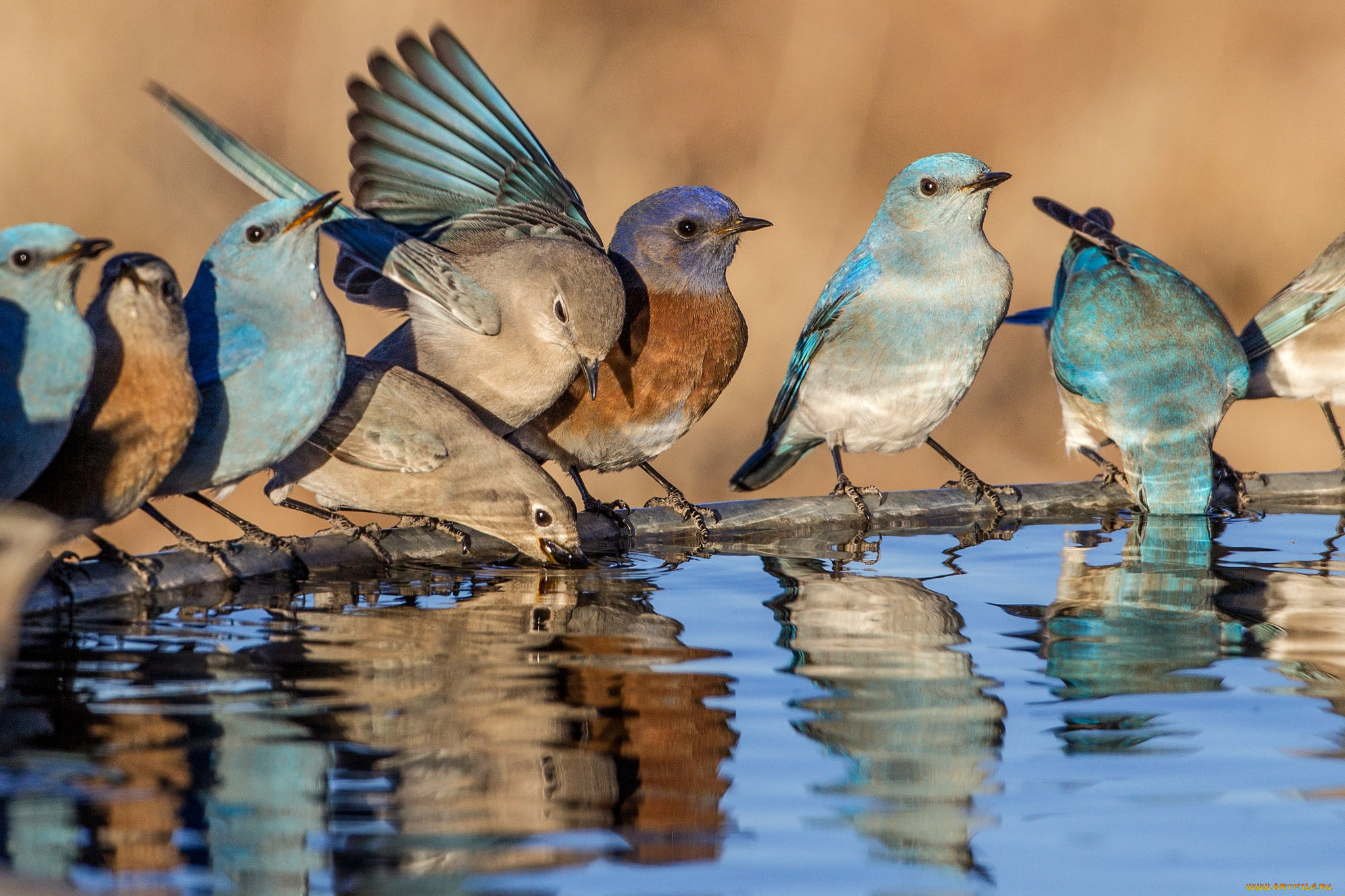 животные, птицы, голубая, сиалия, западная, вода