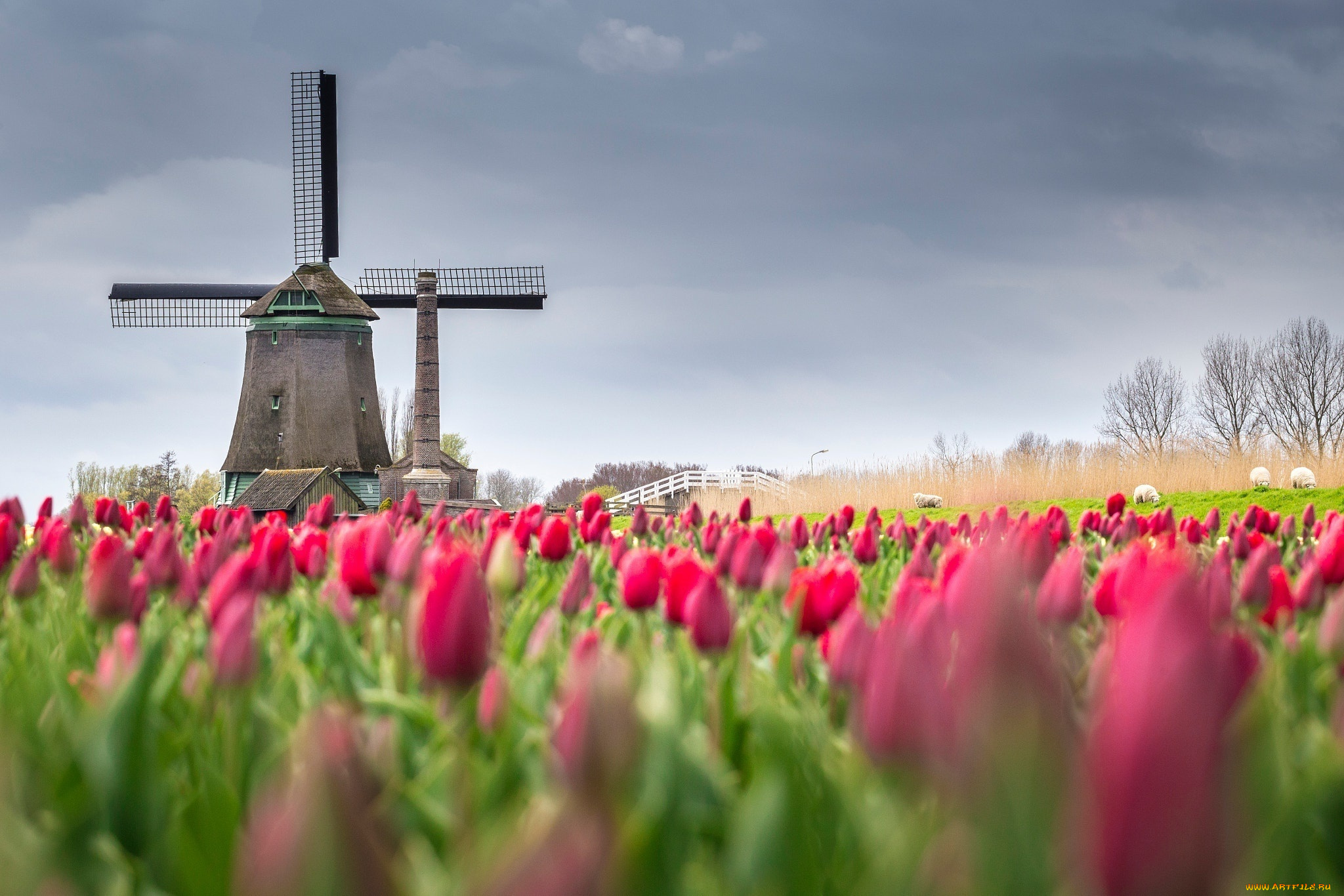 разное, мельницы, нидерланды, тюльпаны, весна, мельница, поле, цветы