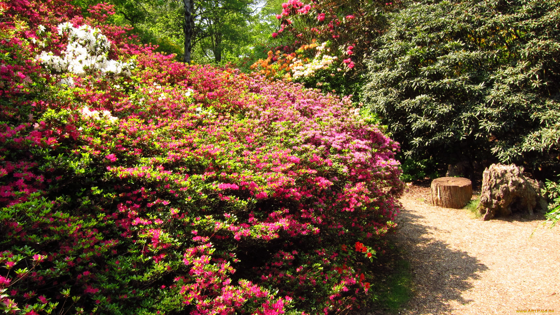azalea, garden, richmond, england, природа, парк, азалии, дорожка
