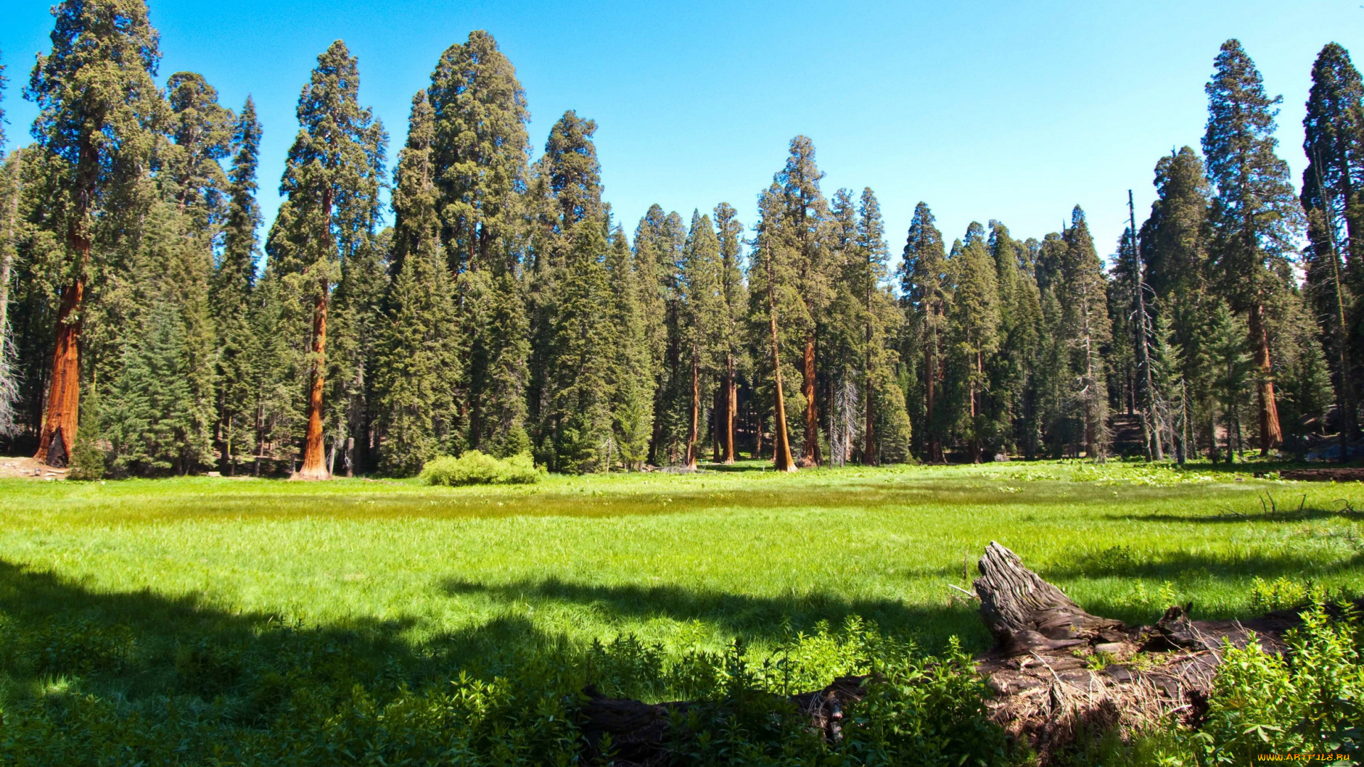 sequoia, national, park, california, природа, лес, поляна, парк
