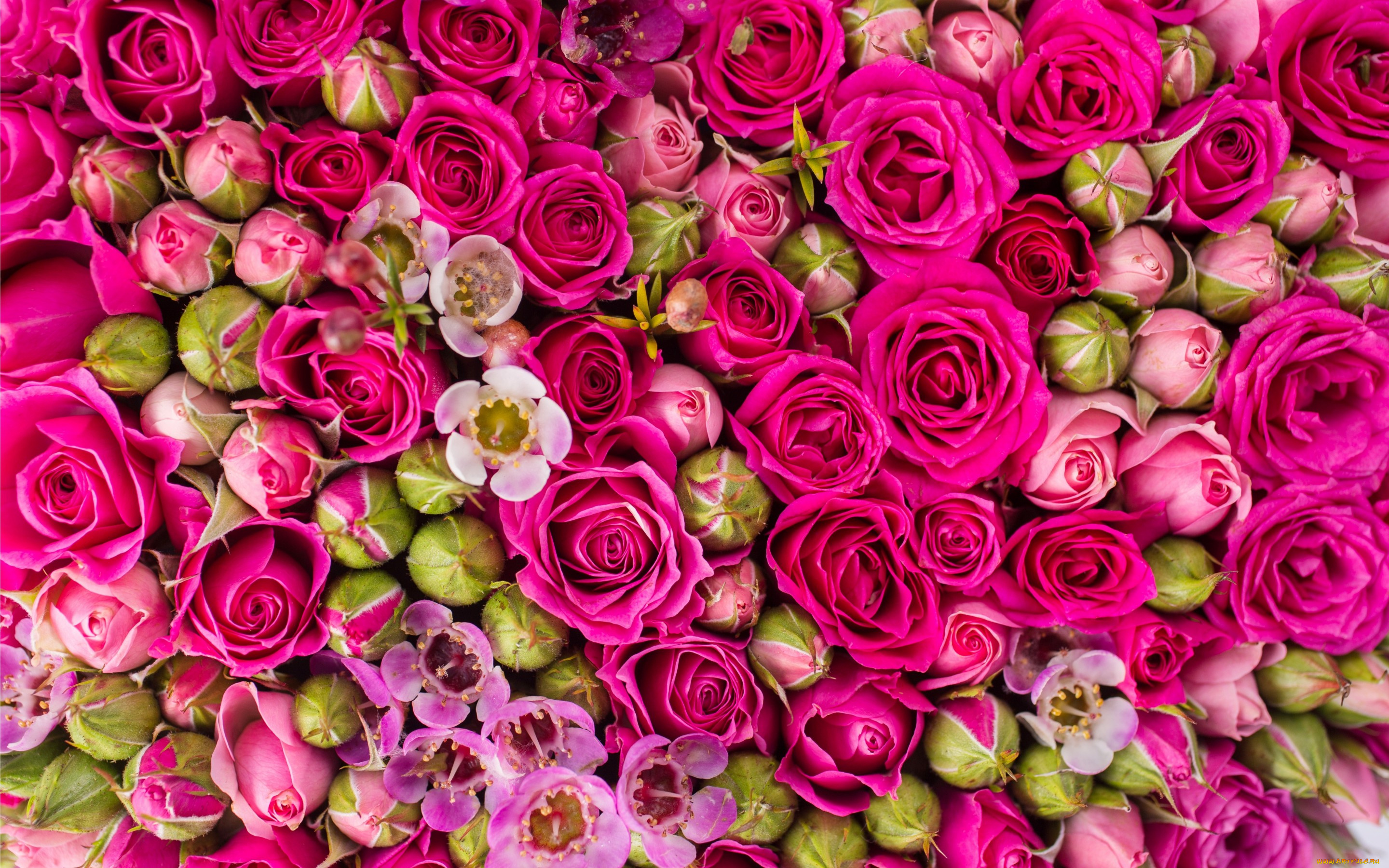 цветы, розы, roses, flowers, pink