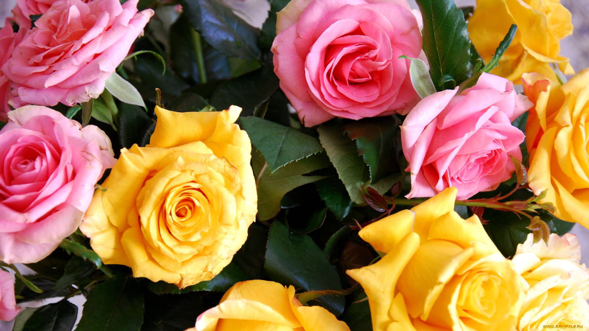 цветы, розы, желтый, розовый