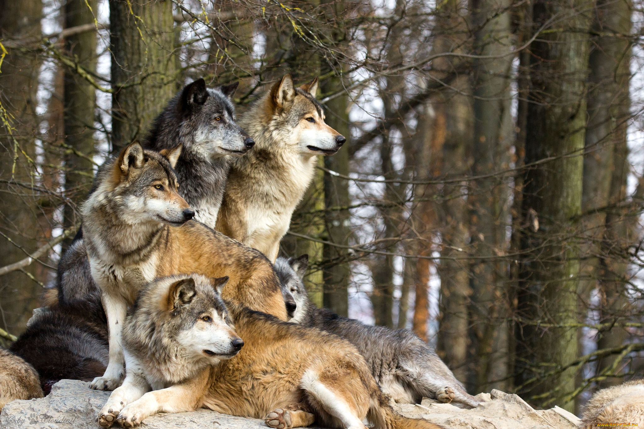 животные, волки, стая, хищники