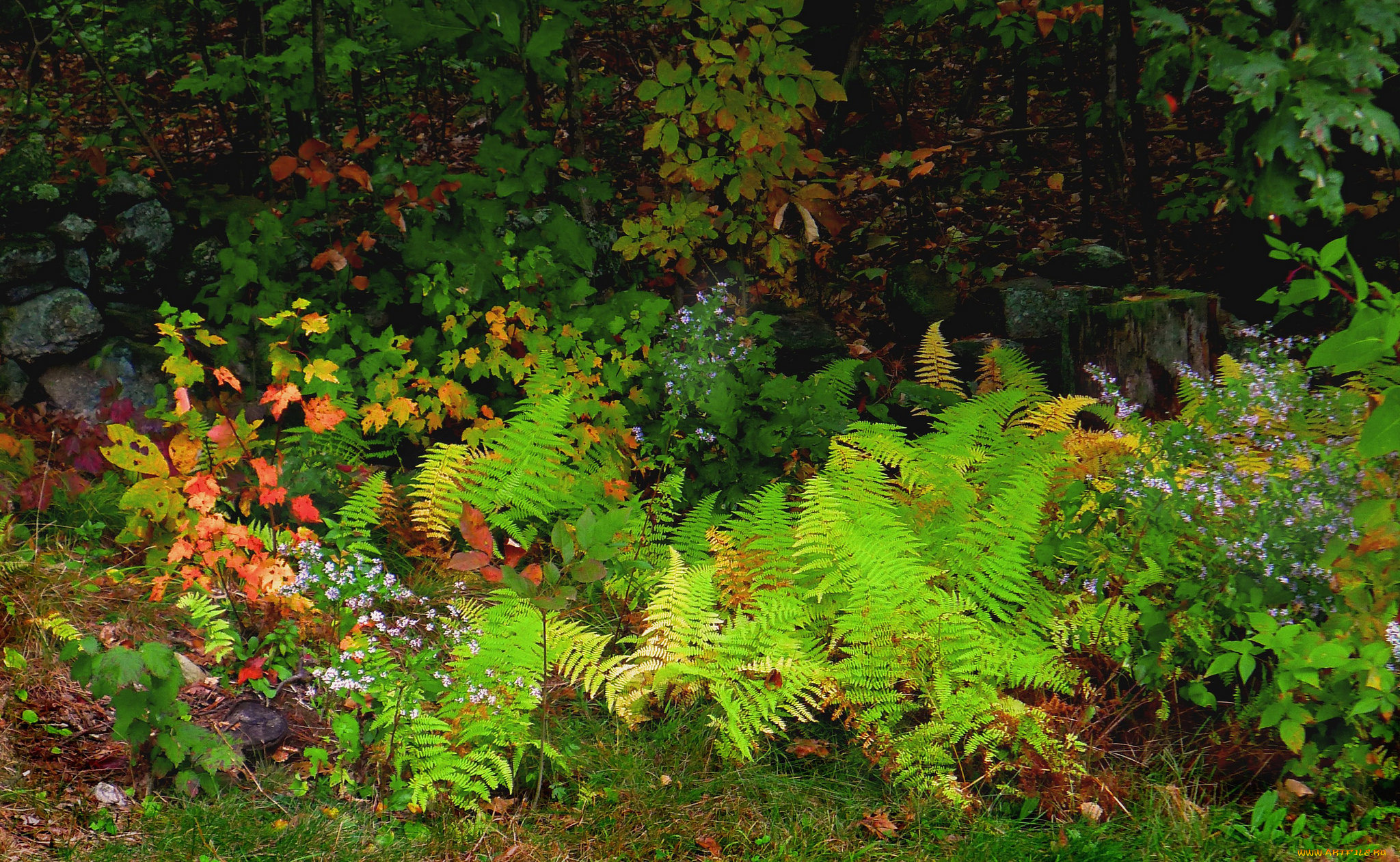 природа, лес, осень, листья, цветы, растения, деревья