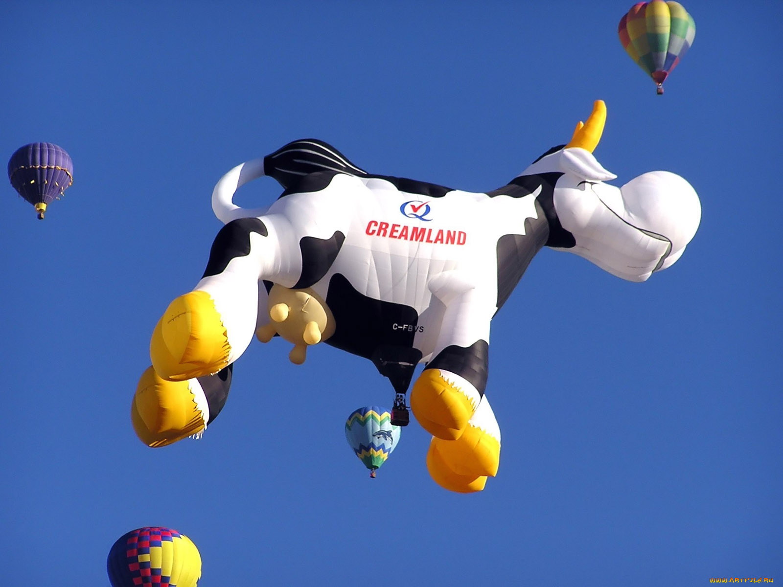 local, dairy, balloon, авиация, воздушные, шары