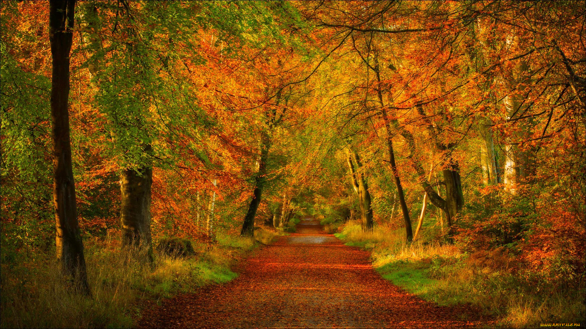 природа, дороги, парк, лес, forest, nature, trees, road, дорога, park, colors, деревья, осень, листья, walk, colorful, leaves, fall, autumn, path