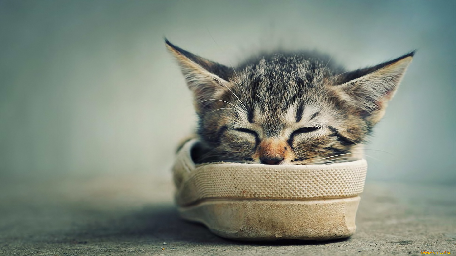 животные, коты, котенок, обувь, спит, мордочка