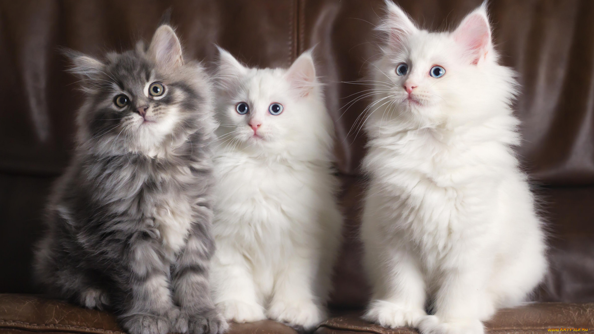 животные, коты, котята, трио, белые, серый, диван, пушистые
