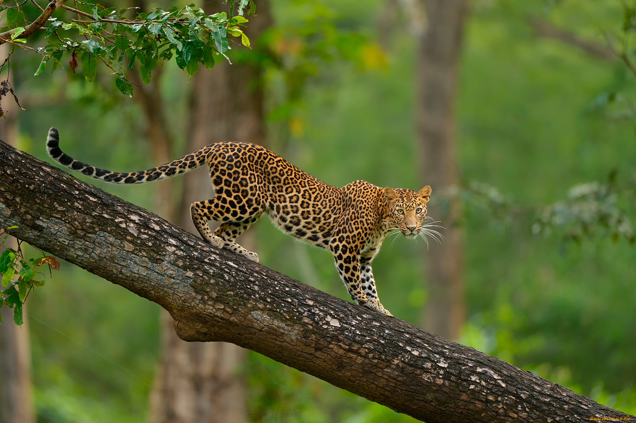 животные, леопарды, дерево, взгляд, дикая, природа, леопард