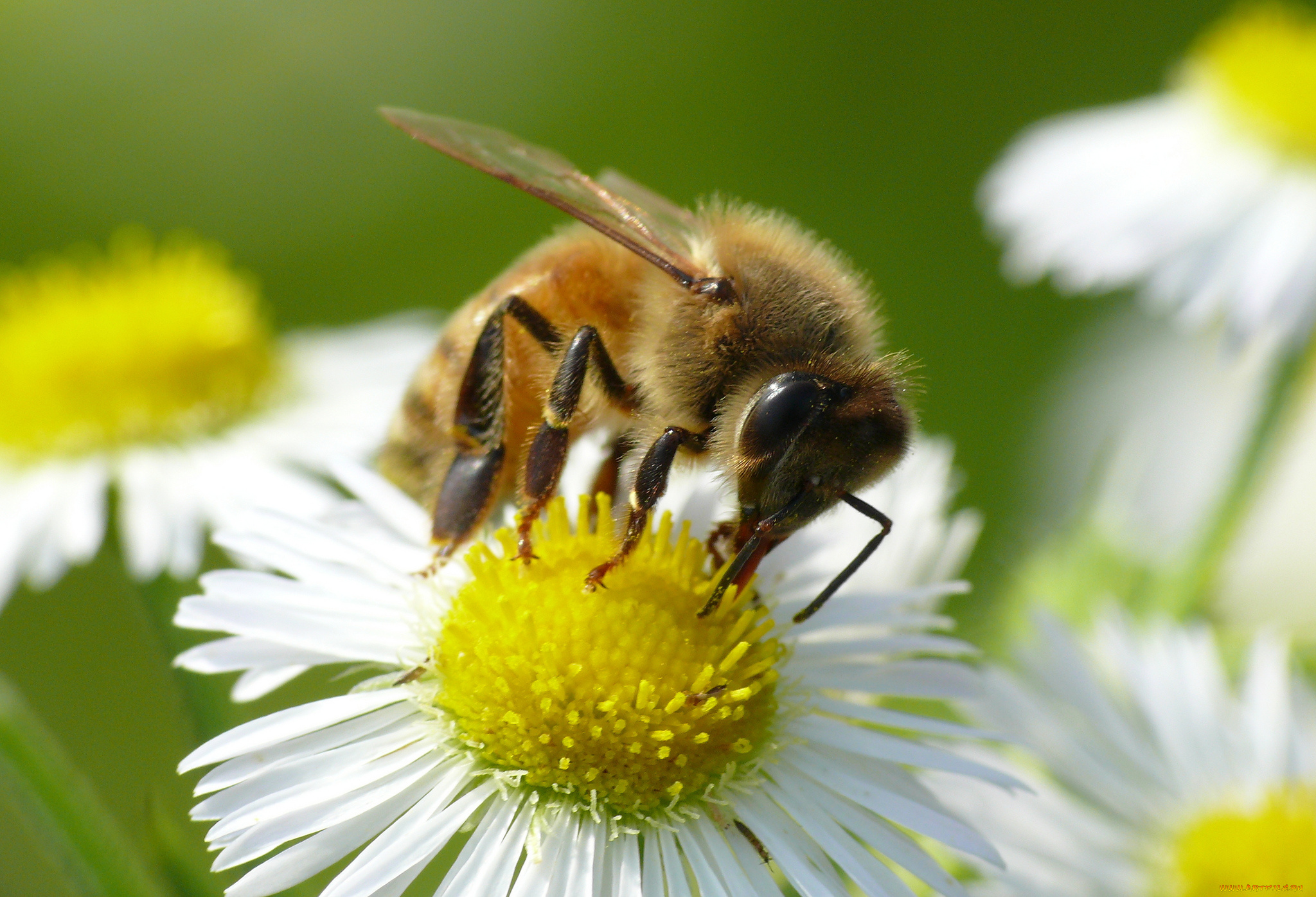 животные, пчелы, , осы, , шмели, ромашка, цветок, насекомое, пчела, макро, фон