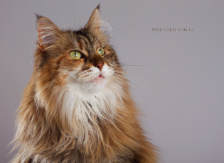 Картинка животные коты киса коте рыжая зелёные глаза ушки усы пушистая фон