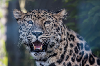 Картинка животные леопарды голова пасть леопард