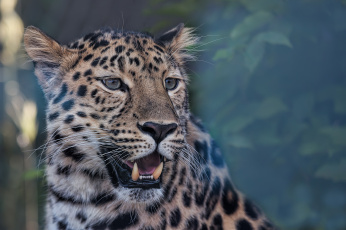 Картинка животные леопарды пасть леопард голова