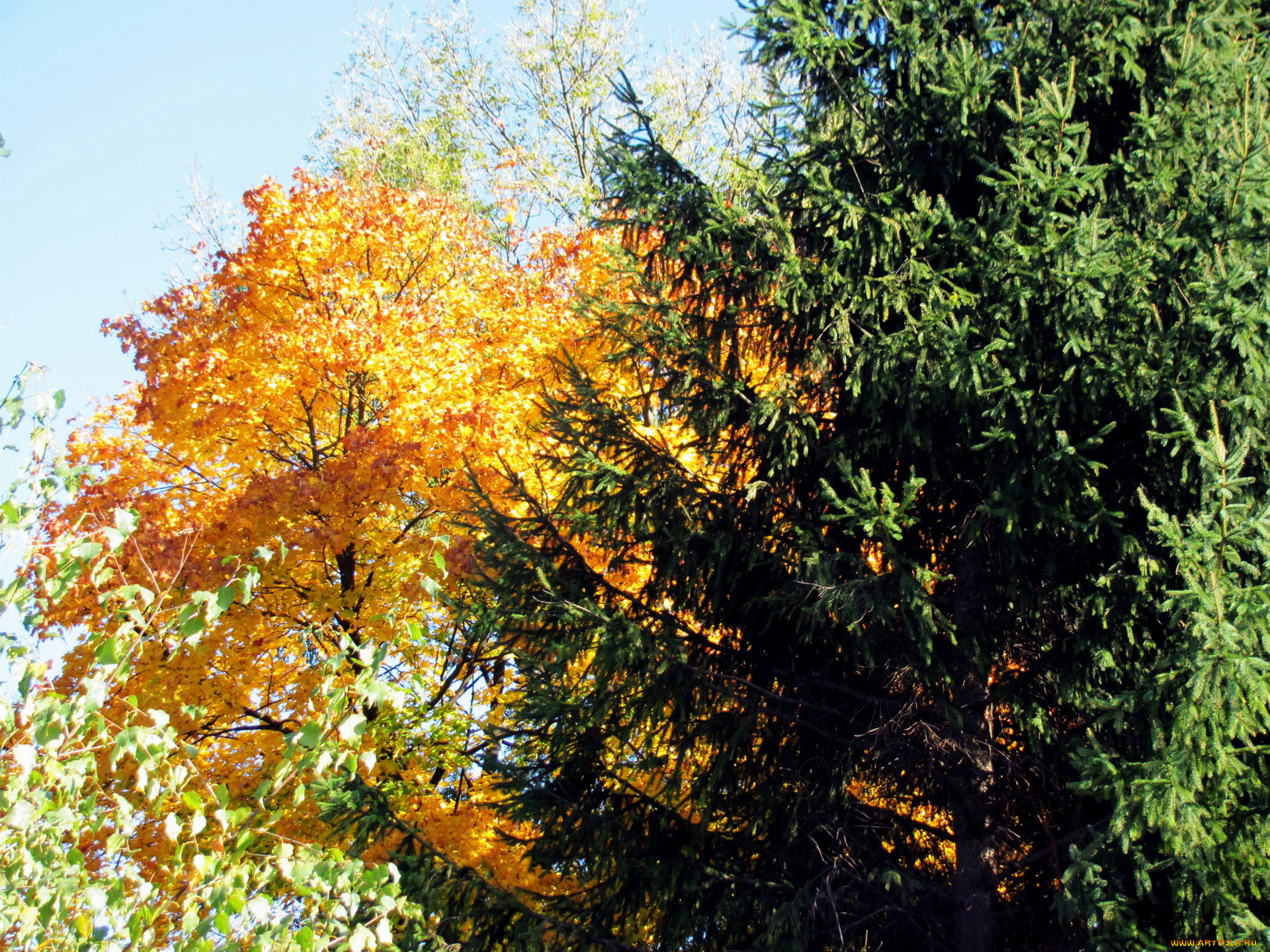 природа, деревья, желтый, зеленый, осень