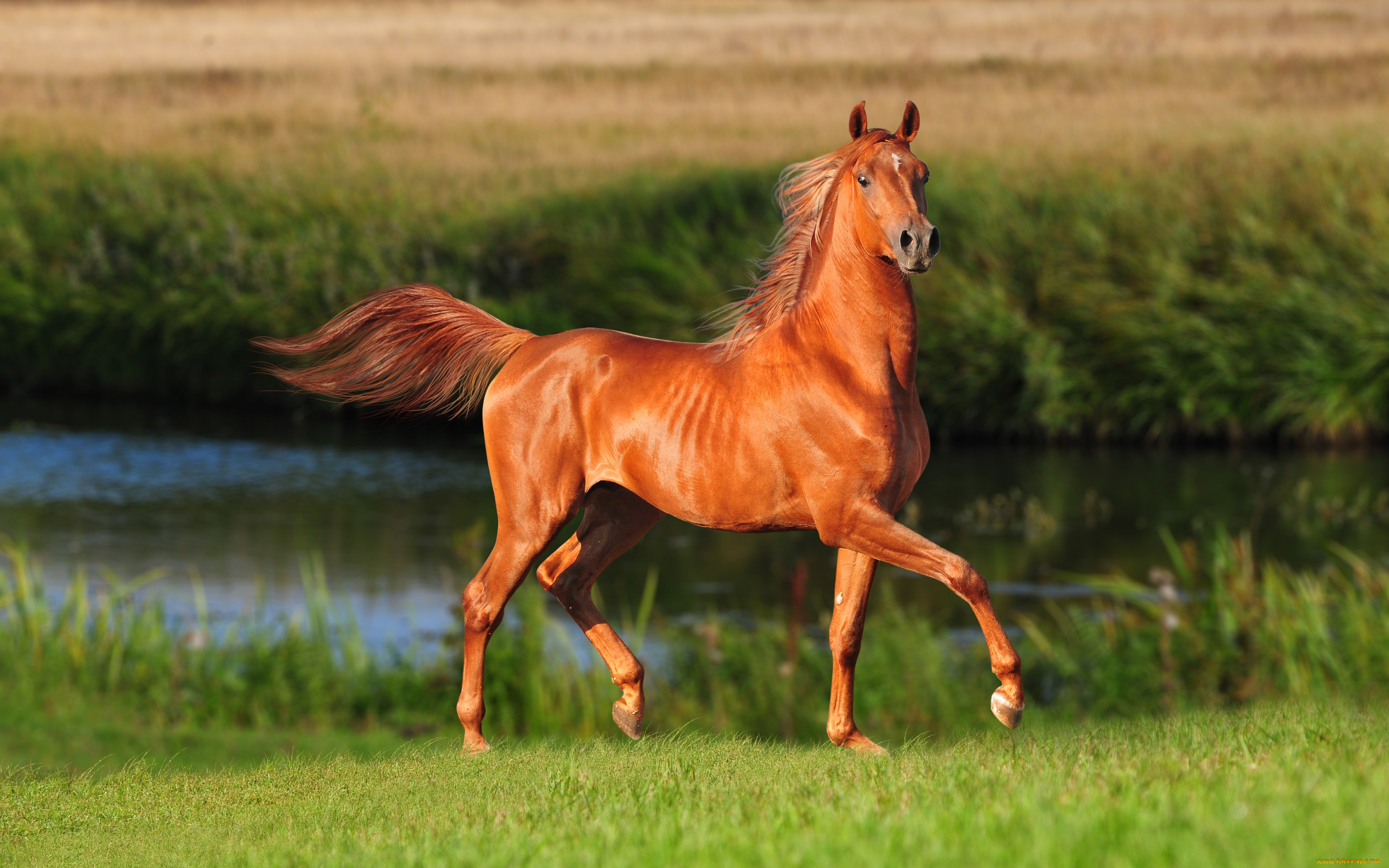 животные, лошади, лето, конь, лошадь, красавец, река, поле, трава, коричневый