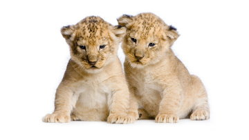 Картинка животные львы лев львенок львята двое два пара дикие кошки сидят милые белый фон фотосессия