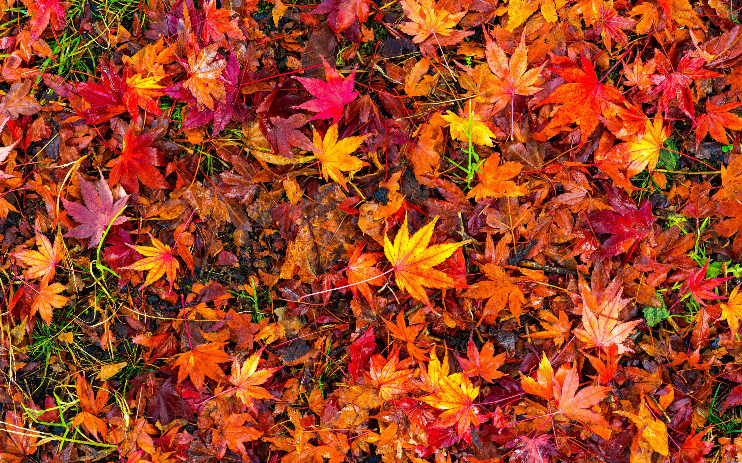 природа, листья, maple, осенние, leaves, autumn, background, клен, colorful, фон, осень, red