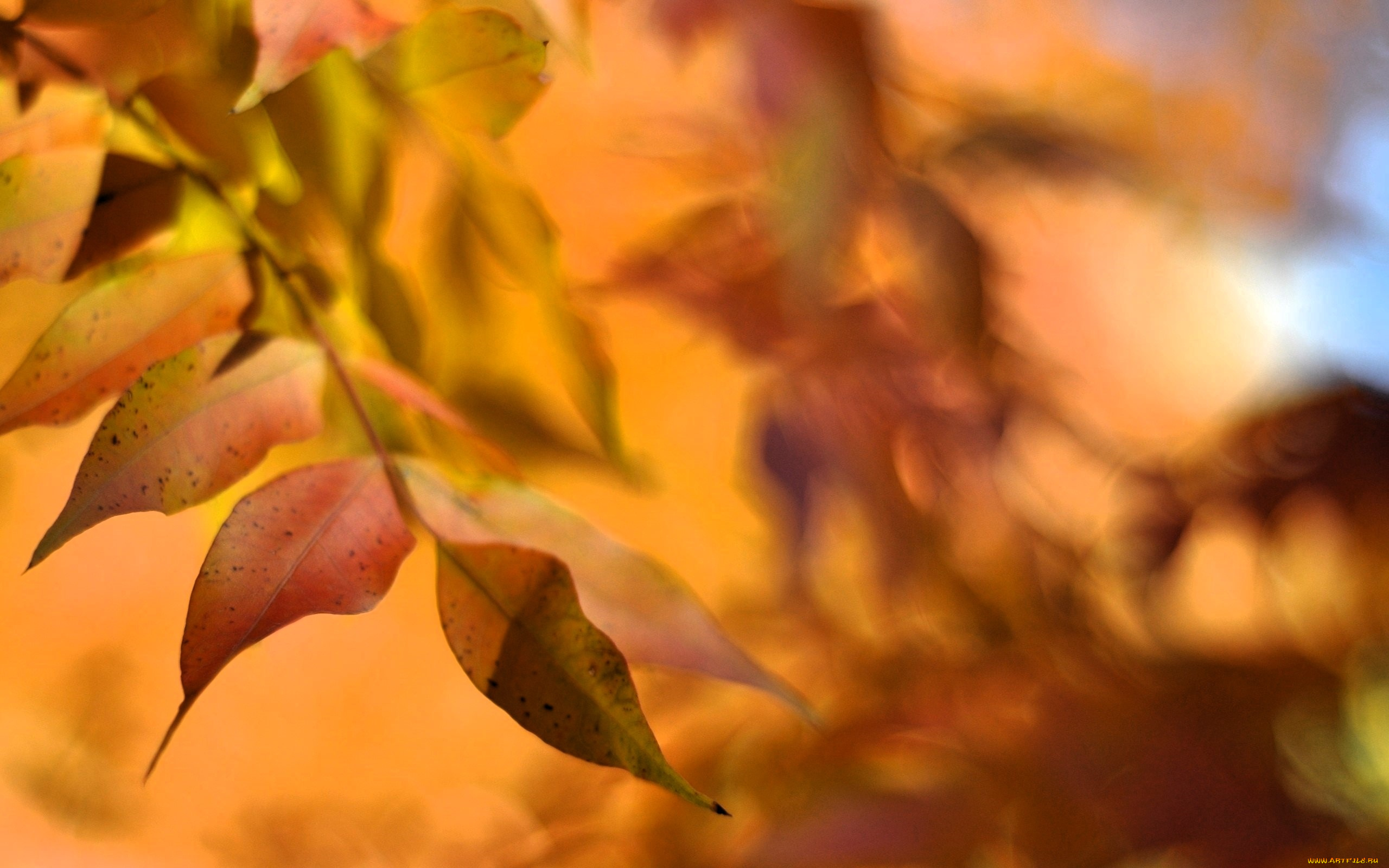 природа, листья, осень, ветки