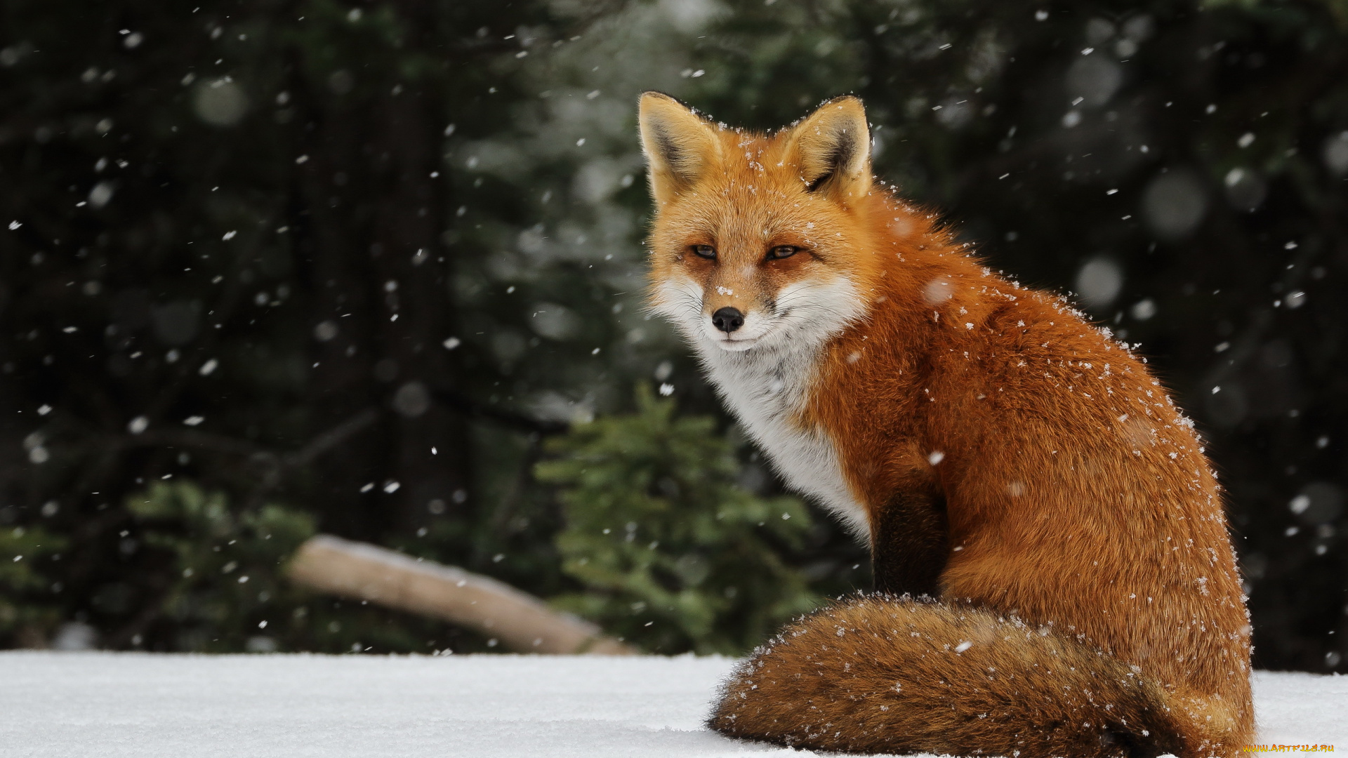 животные, лисы, зима, лисица, лиса, снежинки, снегопад, снег, рыжая