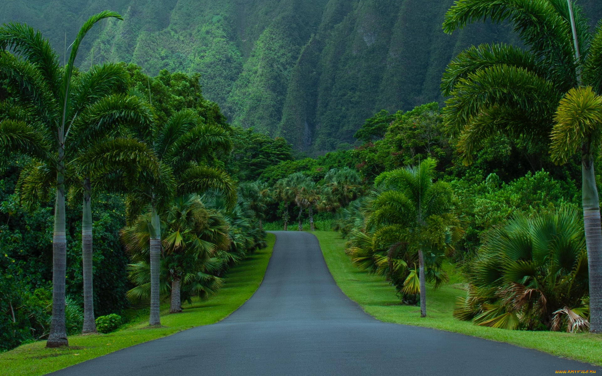 природа, дороги, шоссе, горы, пальмы