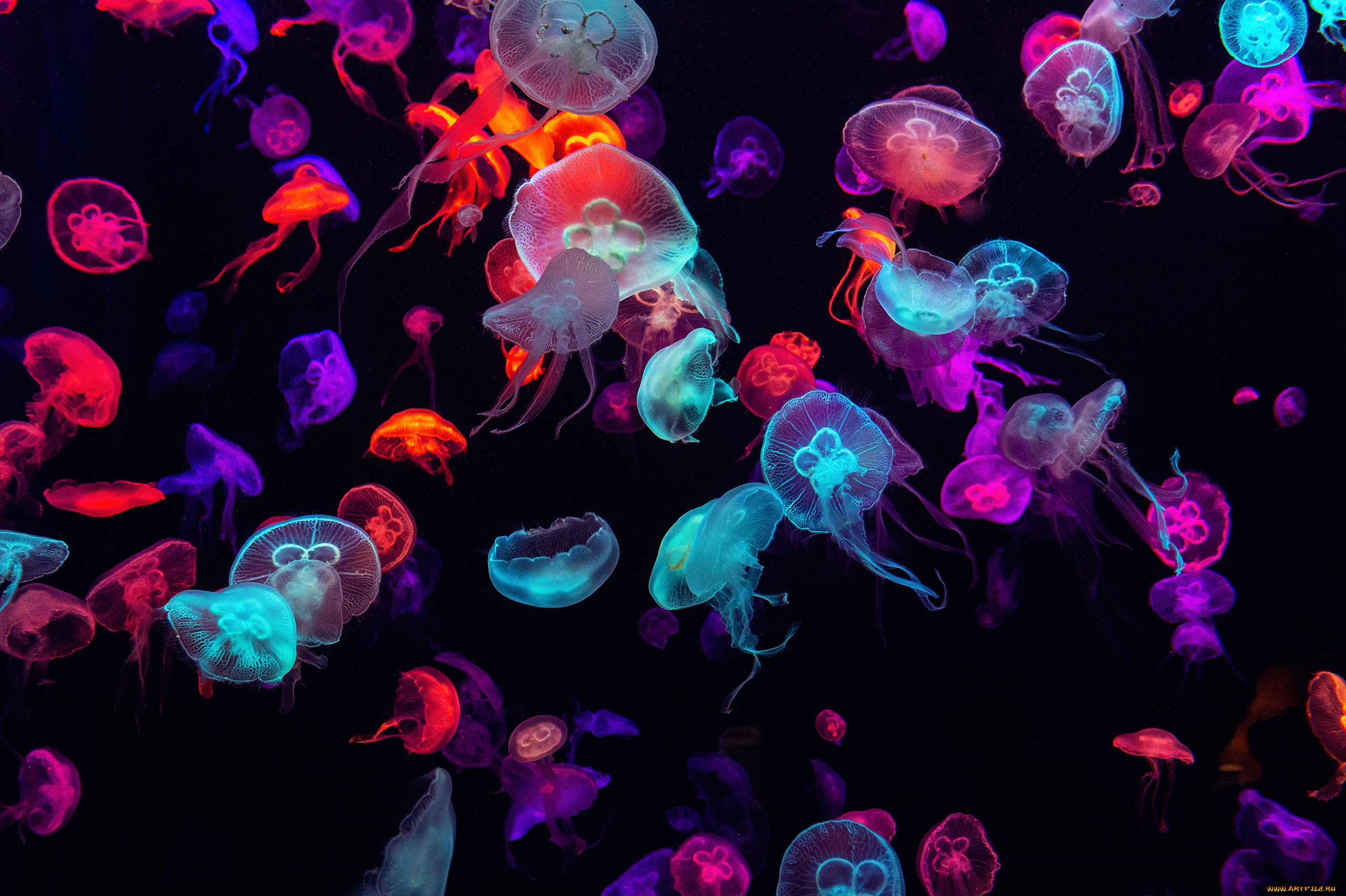 животные, медузы, медуза, подводный, мир, организм, море, океан, вода, гидроидные, сцифоидные