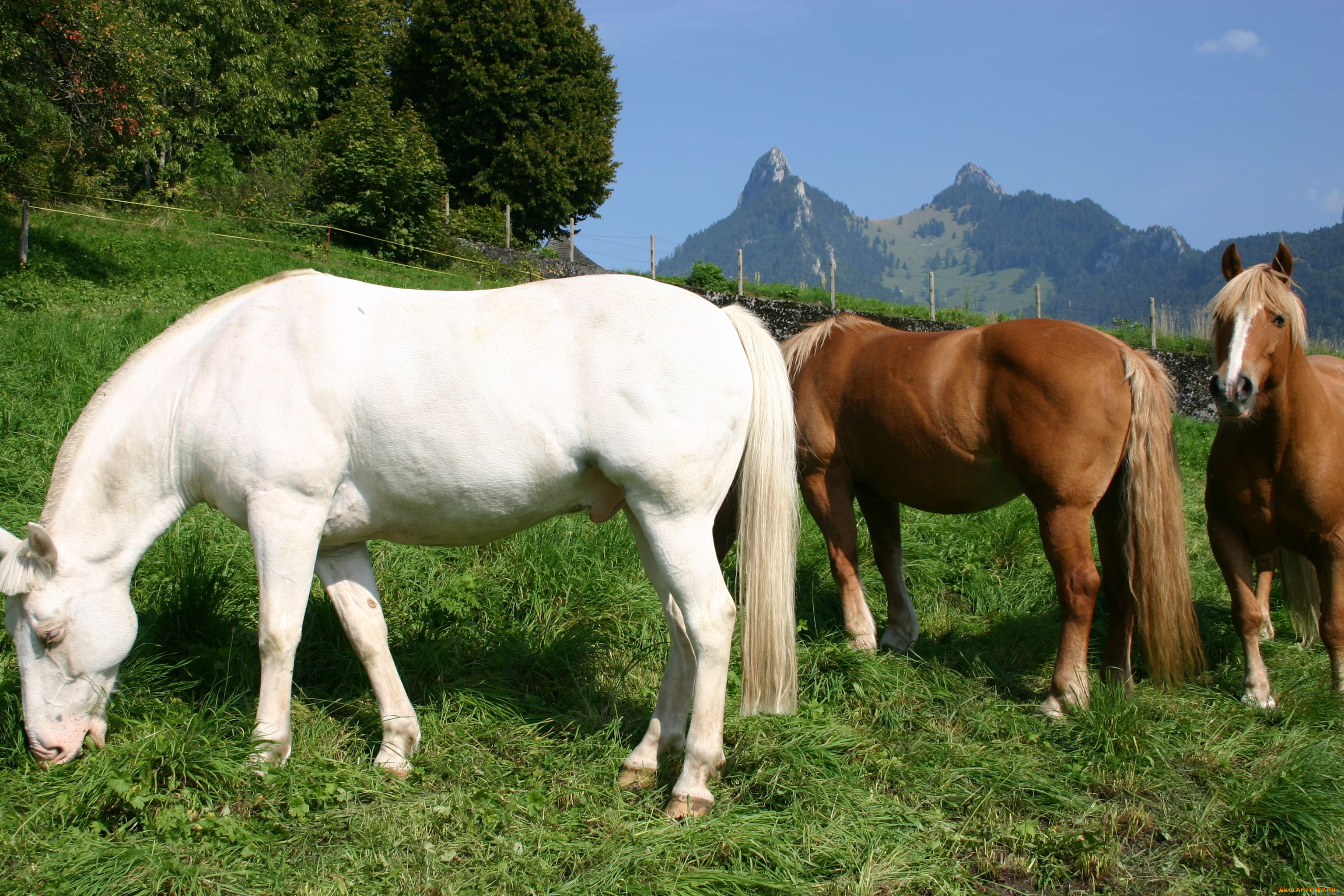 животные, лошади, конь, лошадь, табун, трава