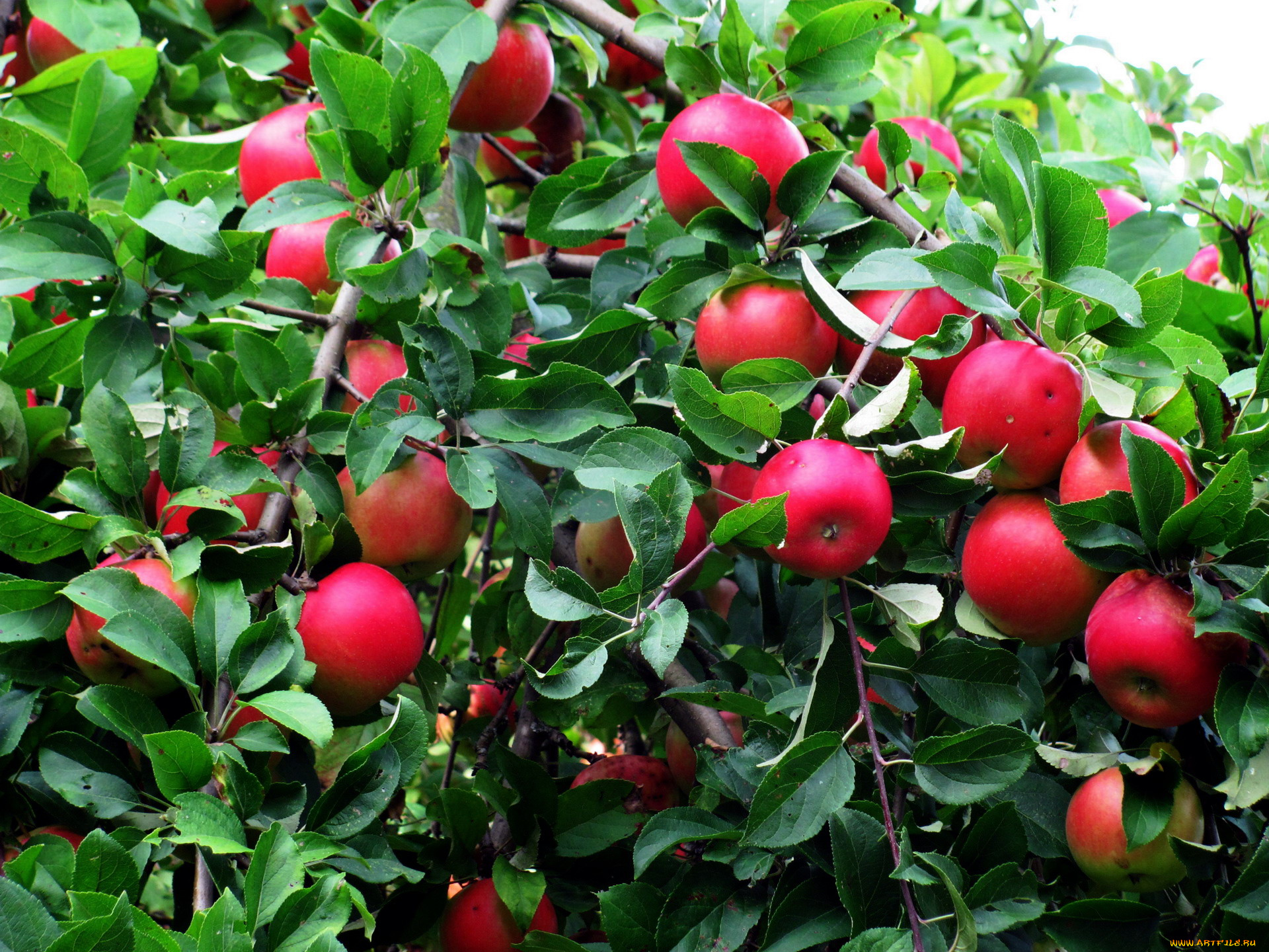 природа, плоды, яблоки, урожай, яблоня