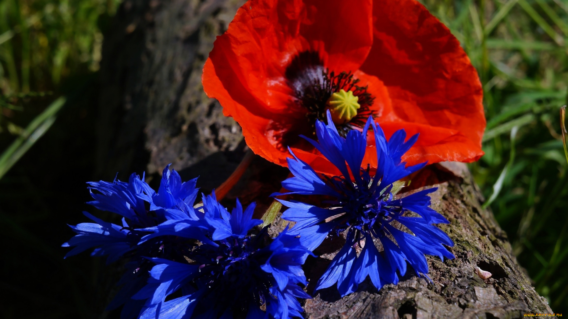 цветы, разные, вместе, алый, мак, синие, васильки