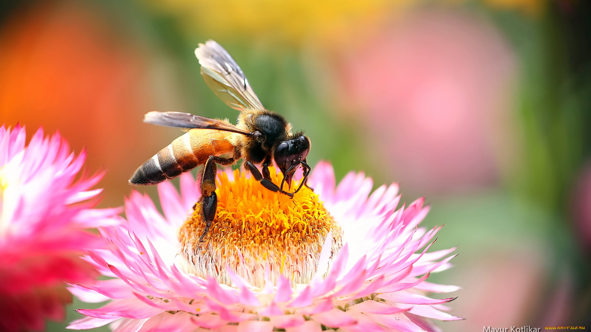 животные, пчелы, осы, шмели, цветок, пчела
