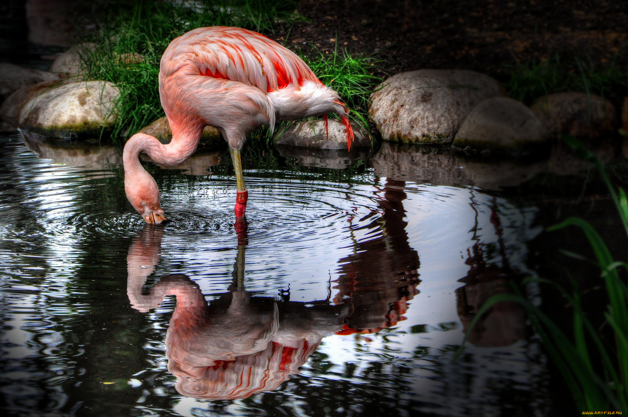 животные, фламинго, розовый, вода
