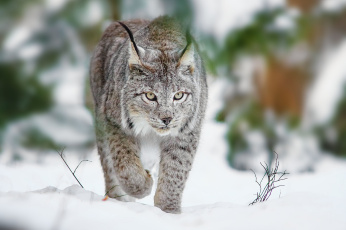 Картинка животные рыси зима кошка хищник снег