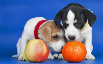 обоя животные, собаки, яблоко, апельсин, щенки
