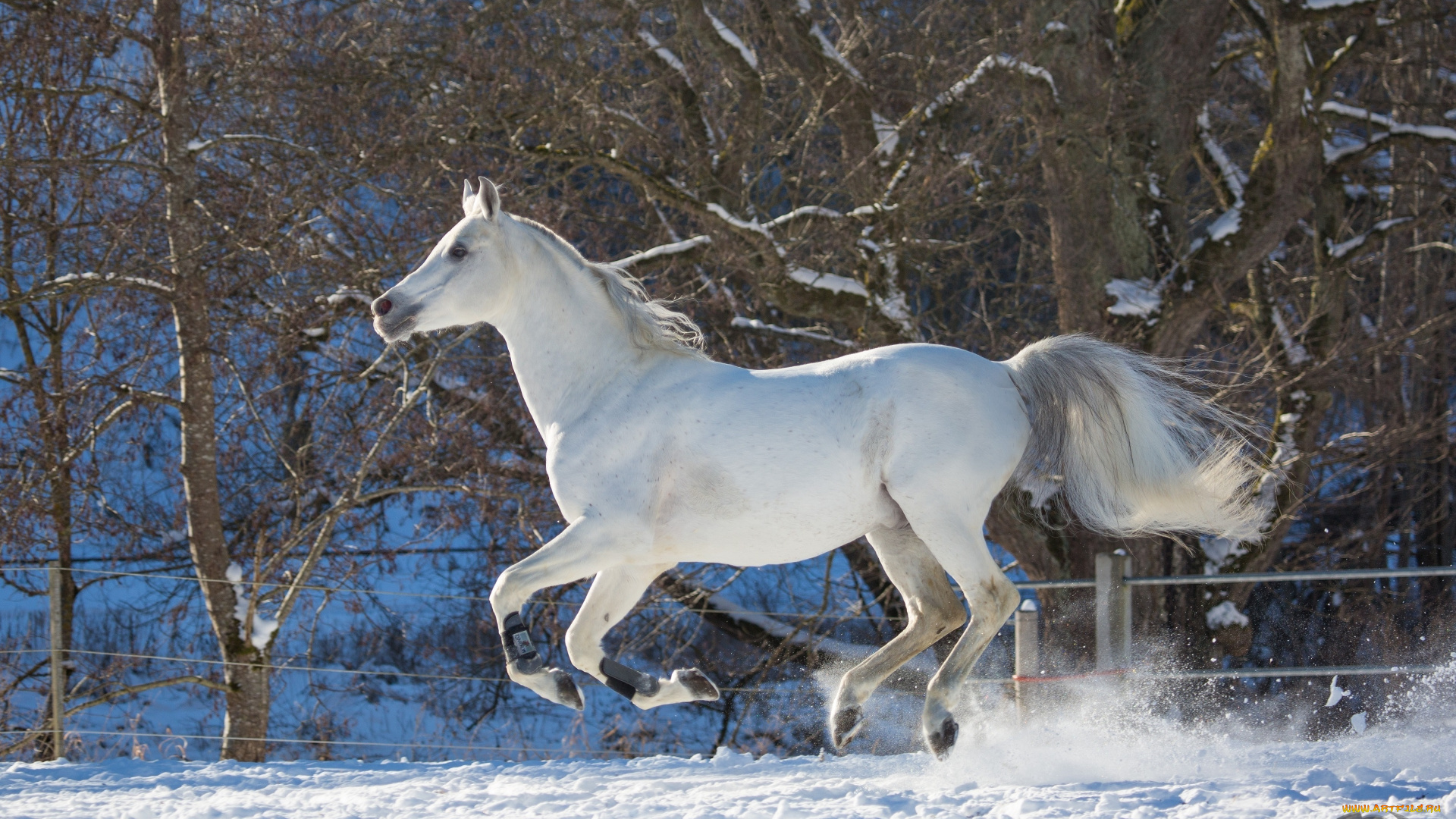 автор, , oliverseitz, животные, лошади, конь, белый, галоп, бег, движение, грация, мощь, зима, снег, загон