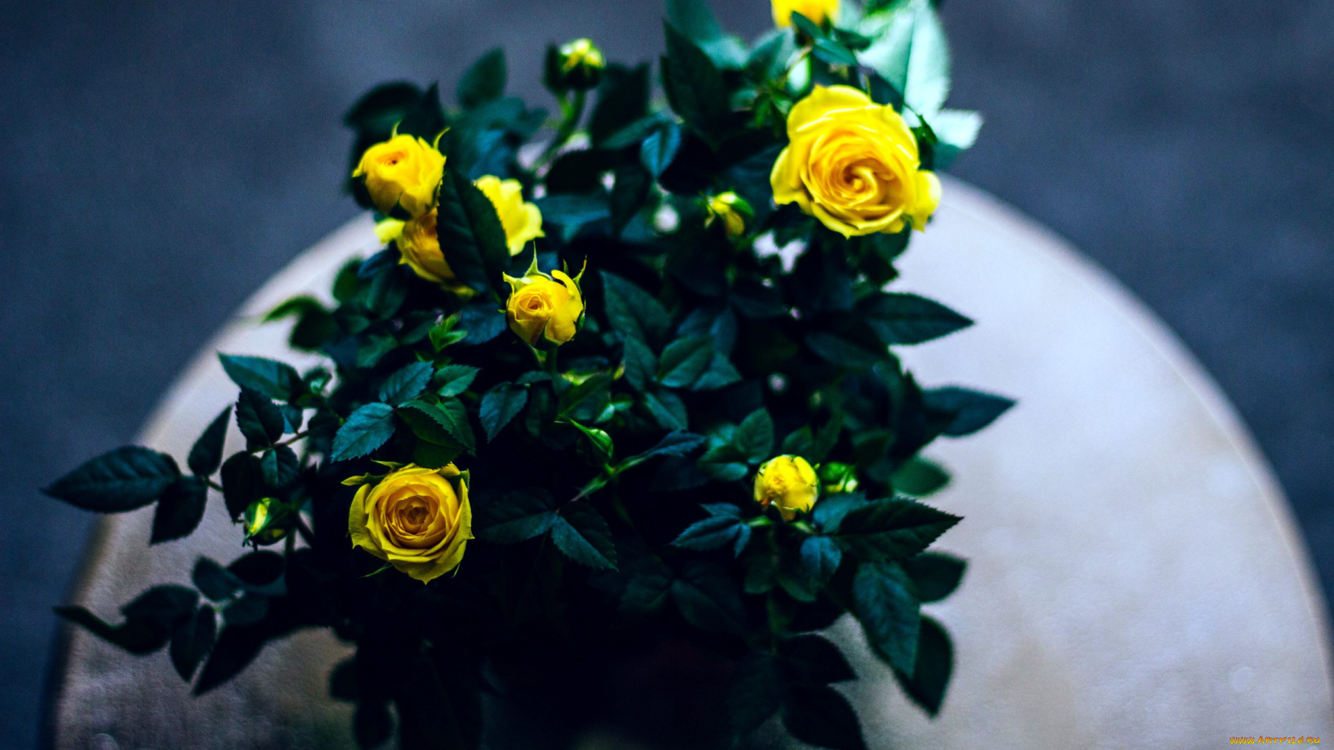 цветы, розы, бутоны, желтые