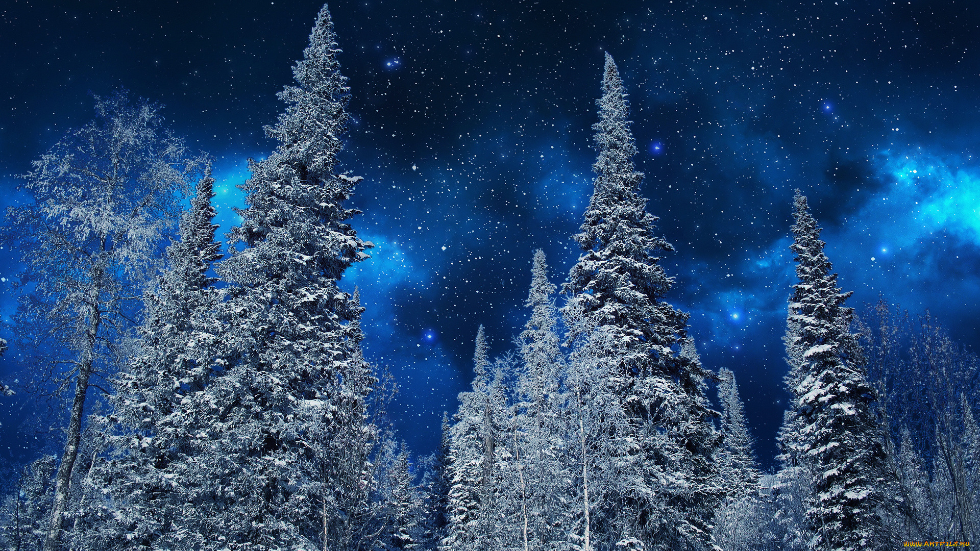 природа, лес, звёзды, небо, ели, ночь, снег, иней, зима