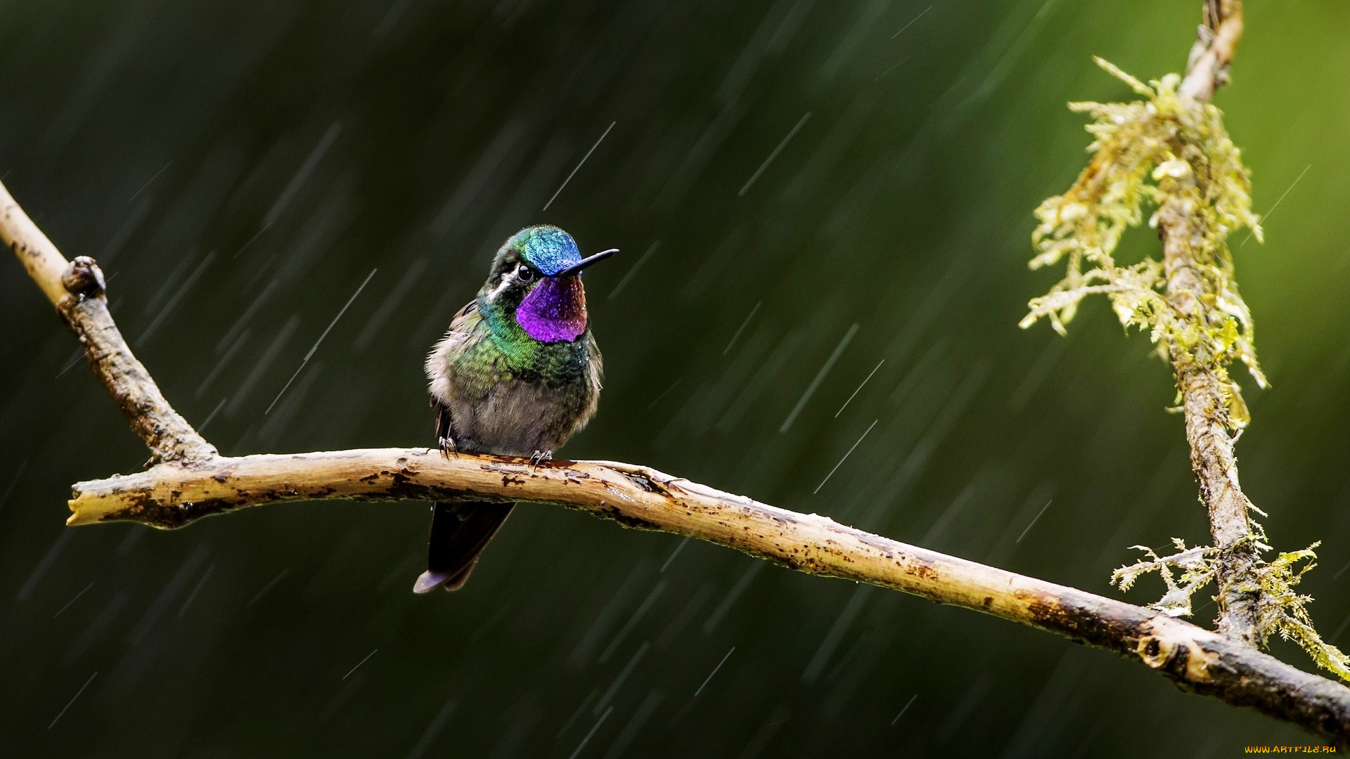 животные, колибри, птица, ветка, дождь