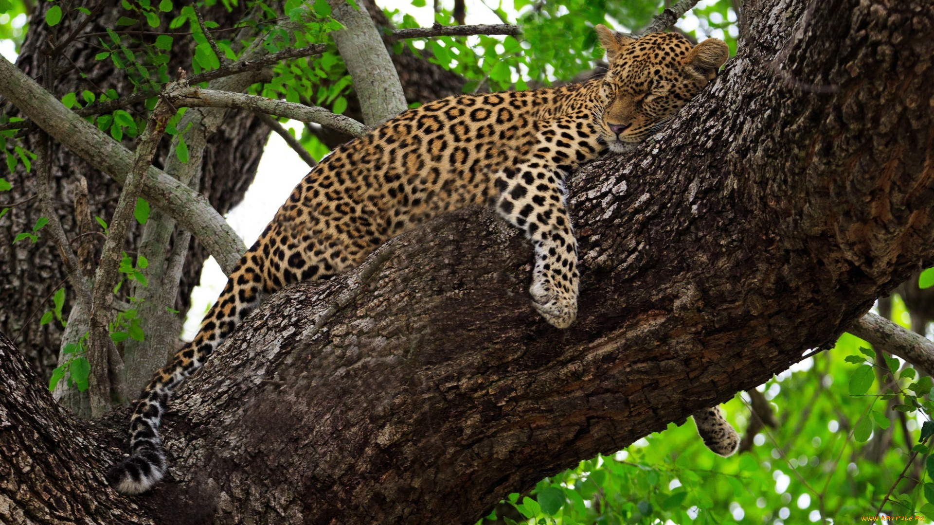 животные, леопарды, дерево, листва, хищник, лежит, сон, отдых