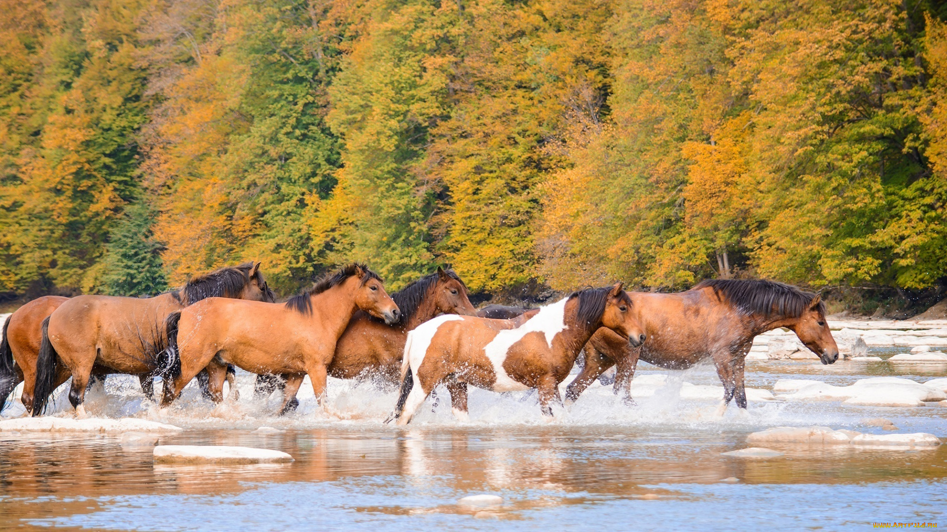 животные, лошади, кони, табун, река, брызги, осень