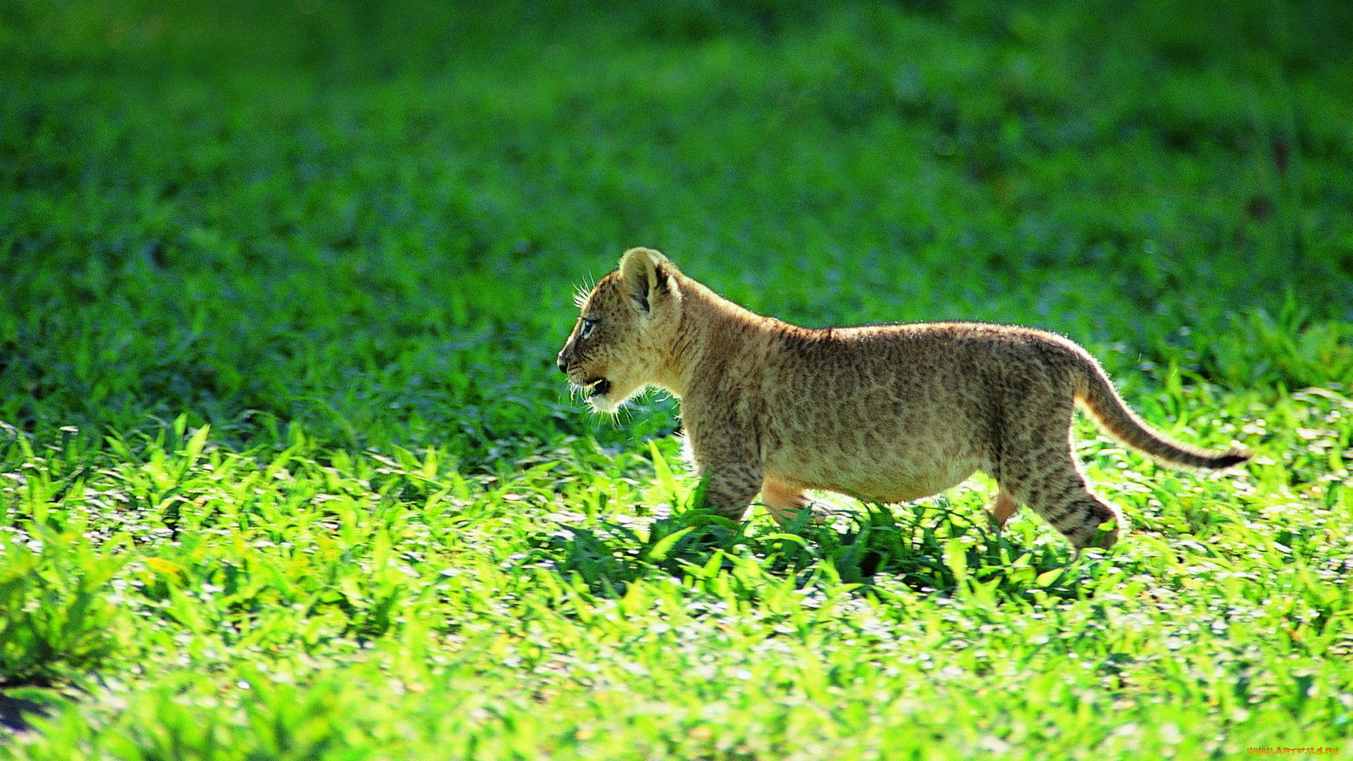 животные, львы, трава, львенок, детеныш, котенок