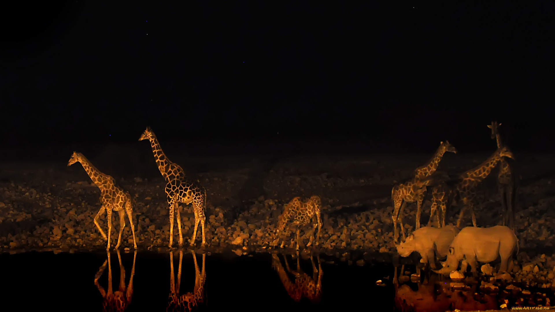 животные, разные, вместе, жираф, ночь, водопой, носорог, африка