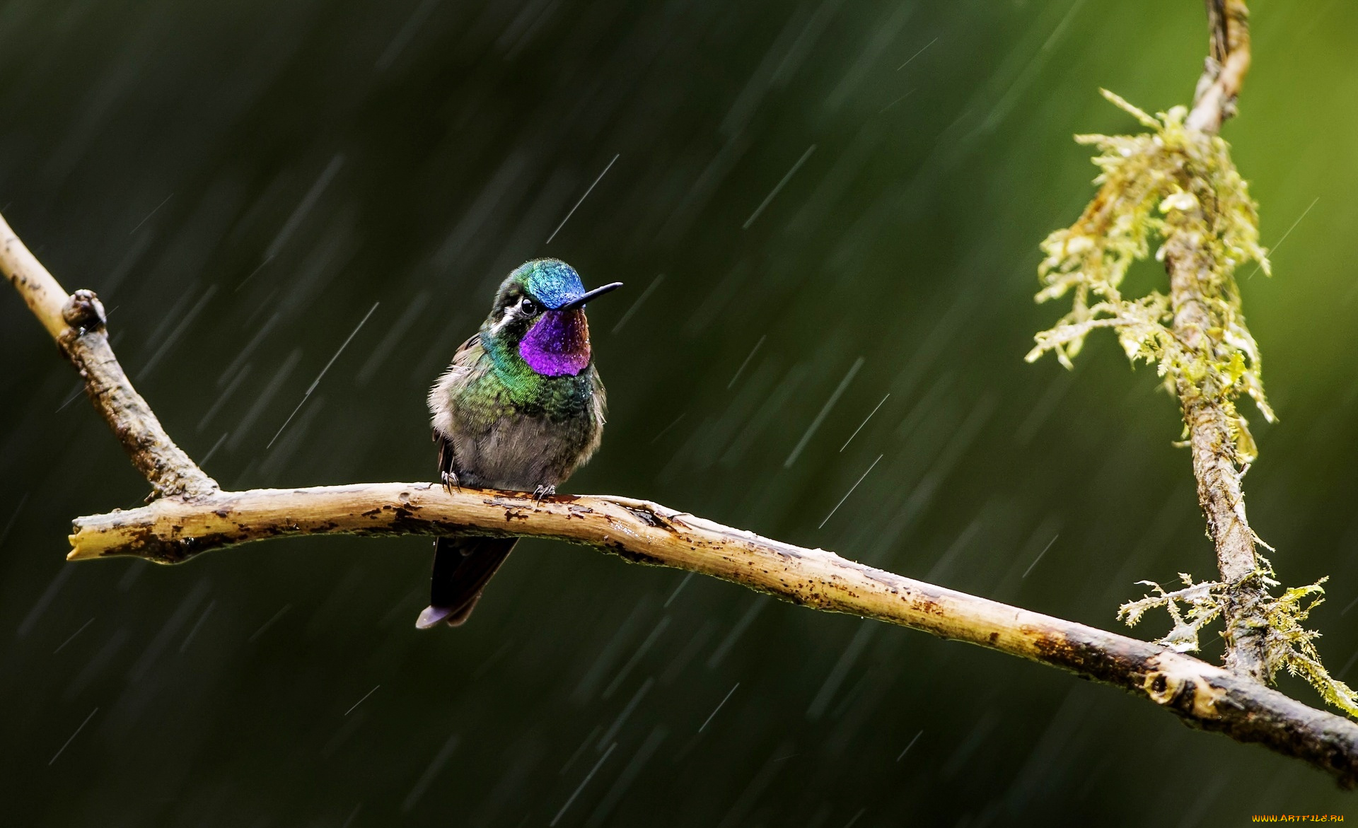 животные, колибри, птица, ветка, дождь
