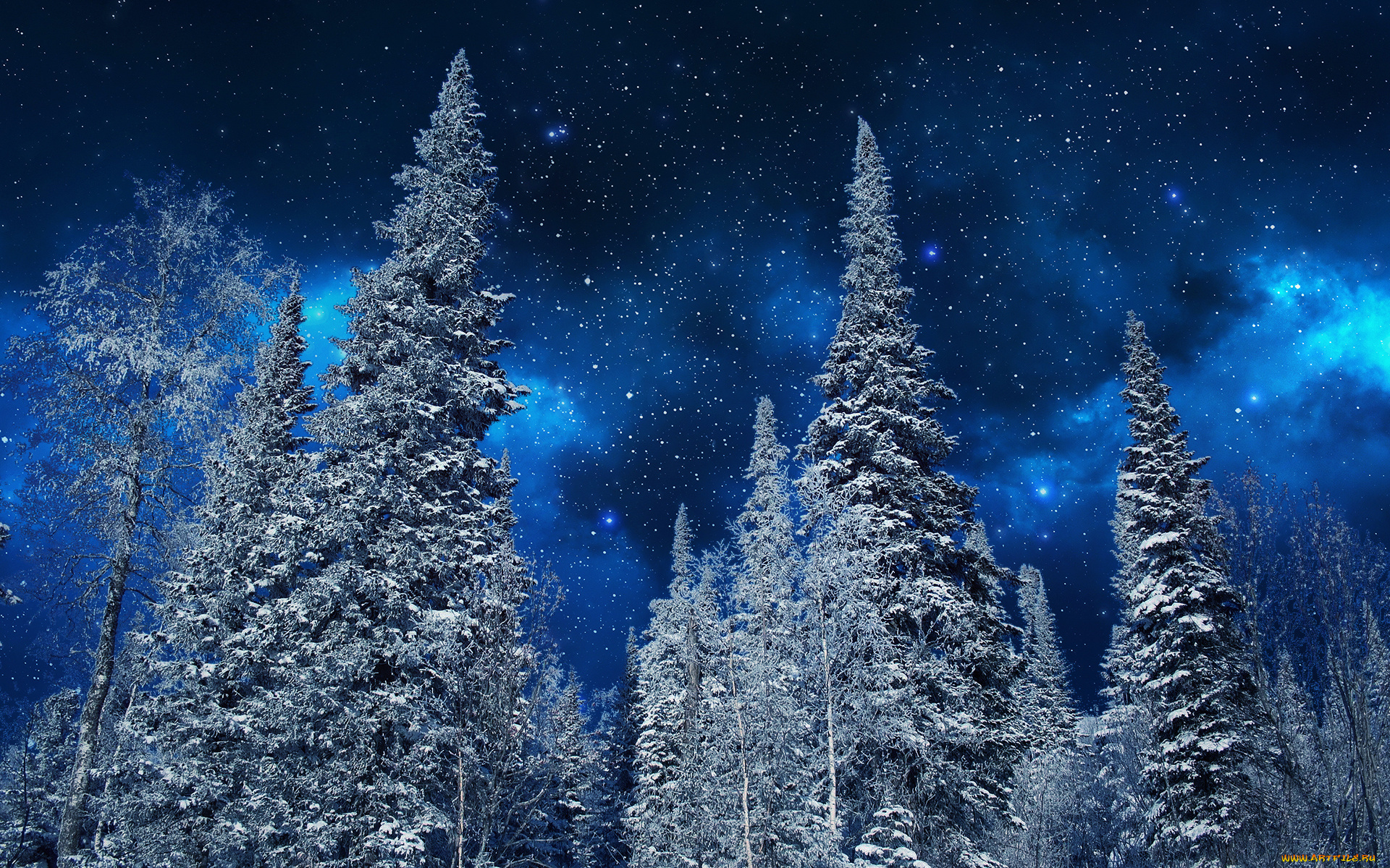 природа, лес, звёзды, небо, ели, ночь, снег, иней, зима