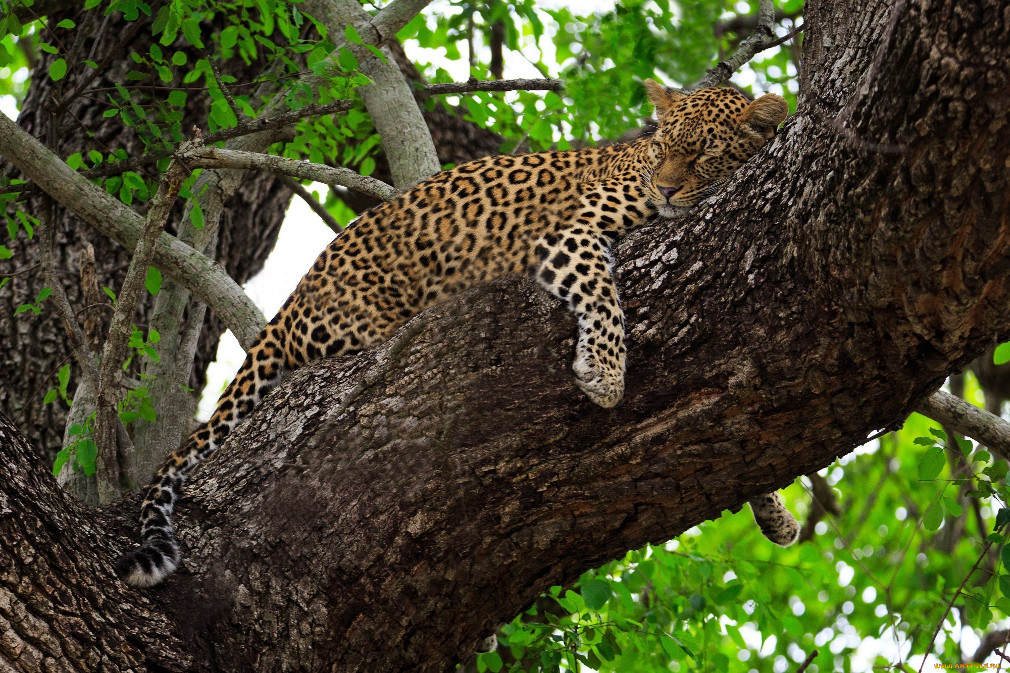 животные, леопарды, дерево, листва, хищник, лежит, сон, отдых