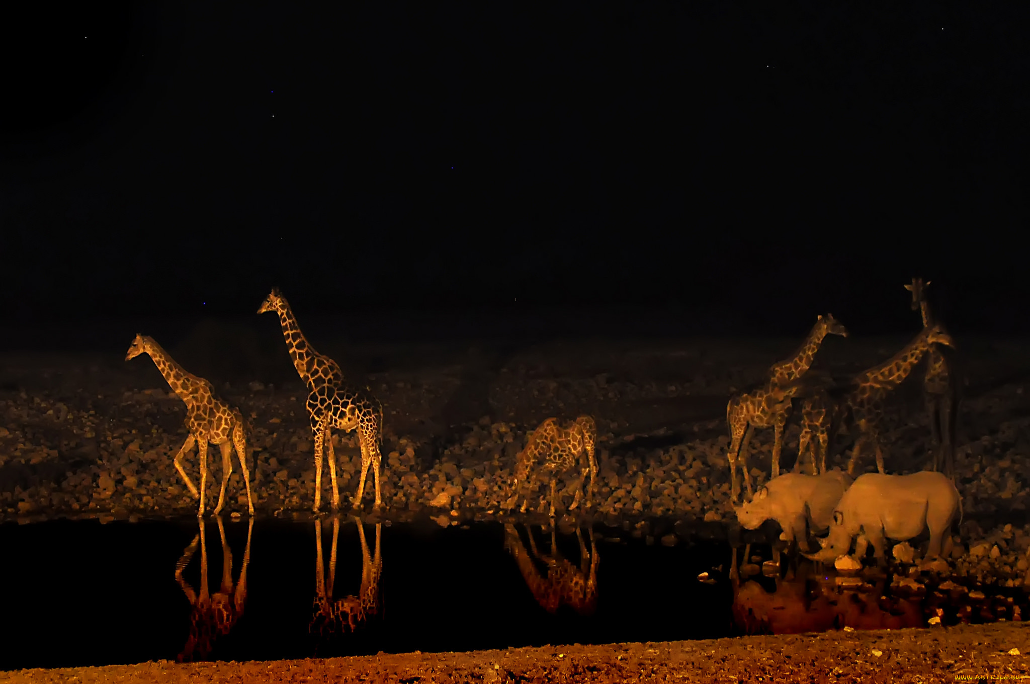 животные, разные, вместе, жираф, ночь, водопой, носорог, африка