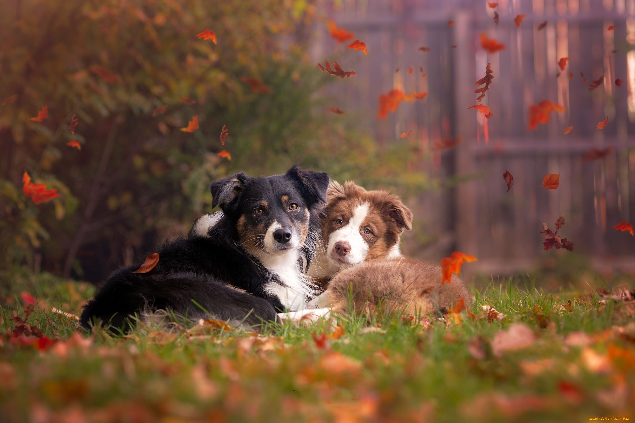 животные, собаки, осень, природа