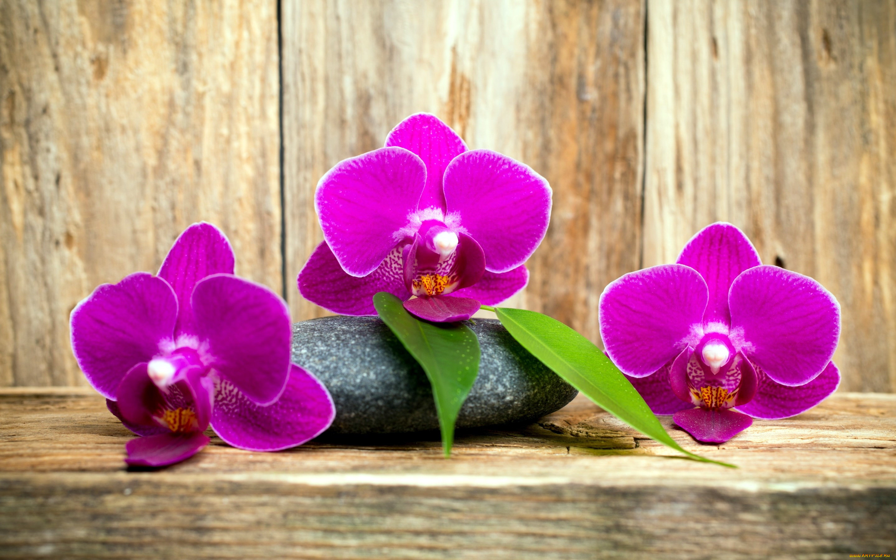 цветы, орхидеи, трио